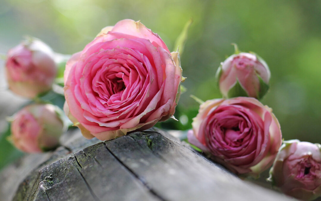 Roses and sold homesites, both came by the dozen at Texas Grand Ranch.