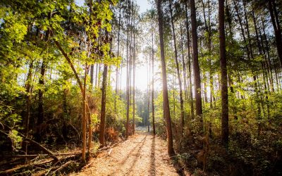 No Signs of Slowing Down; 80 More Homesites Sold at Texas Grand Ranch