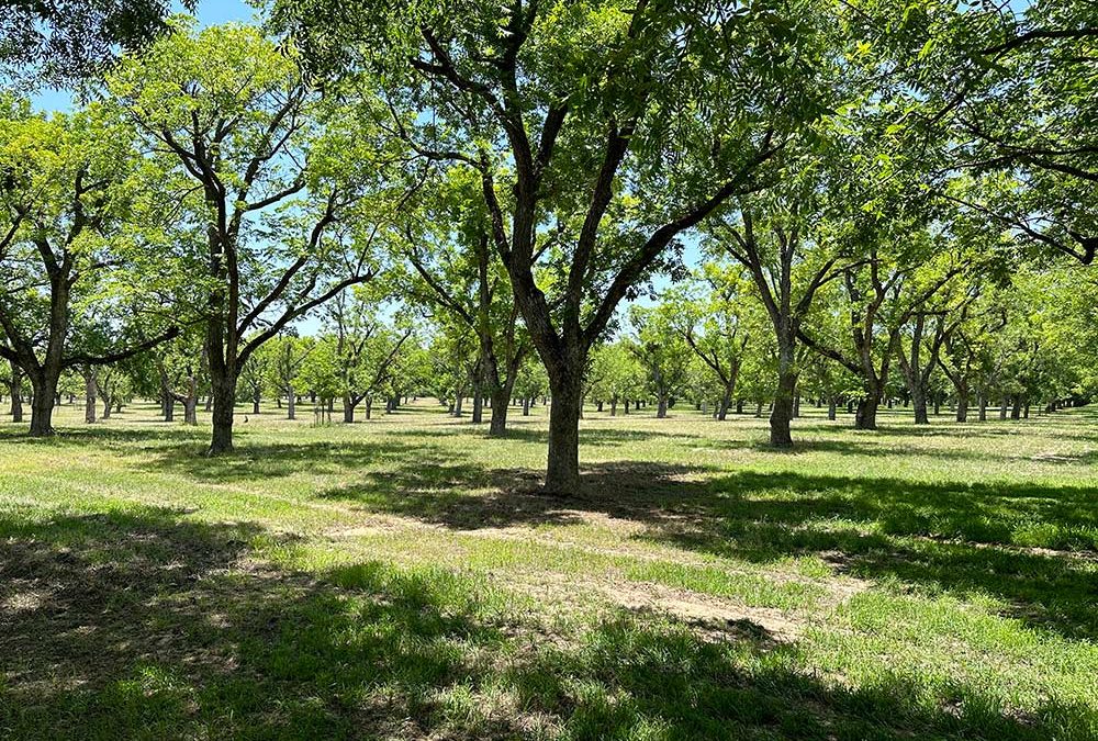 The Land Report: Pecan Plantation