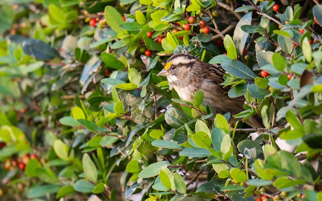 Native Landscaping for Texas Acreage: Low-Water Plants, Deer-Resistant Ideas, and a Starter Plant List