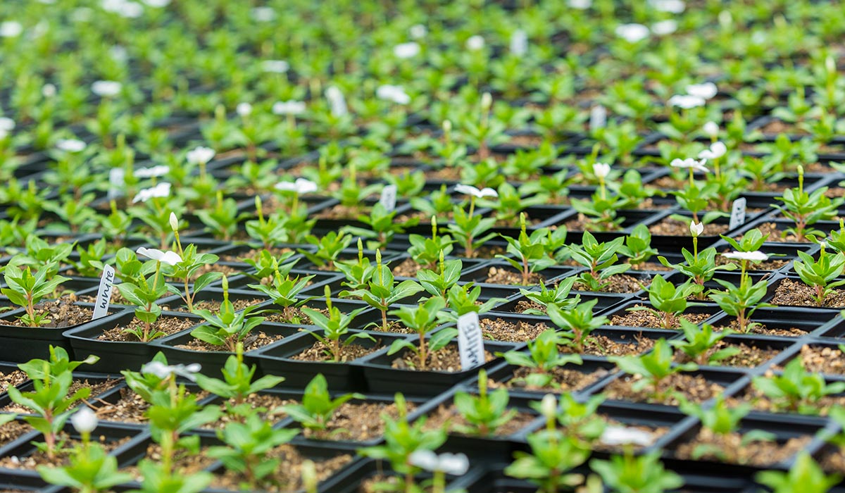 Closeup of small green plants growing in a greenhouse.